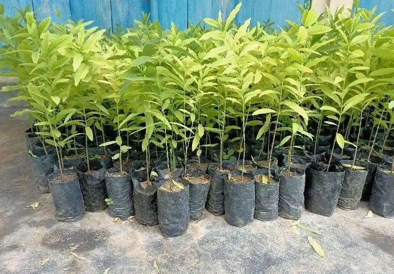 White Sandalwood (સફેદ ચંદન)